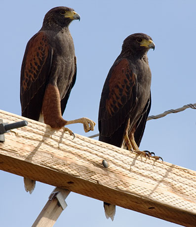 Harris' Hawks Parabuteo unicinctus Harris's Hawk 