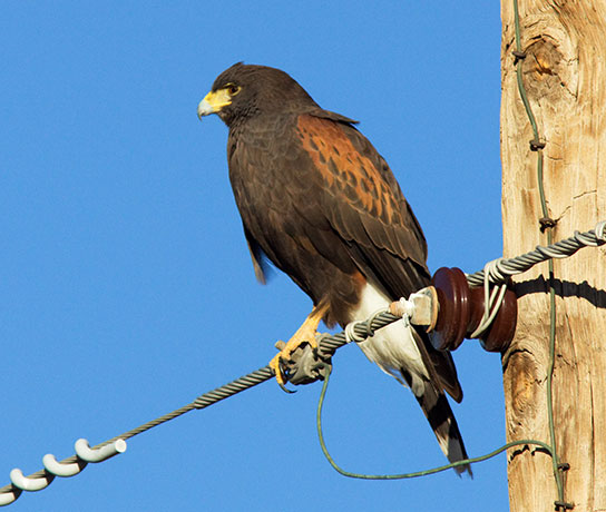 Harris' Hawks Parabuteo unicinctus Harris's Hawk 