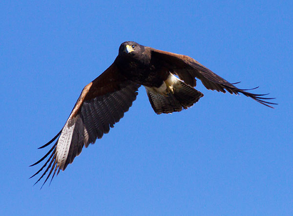 Harris' Hawks Parabuteo unicinctus Harris's Hawk 