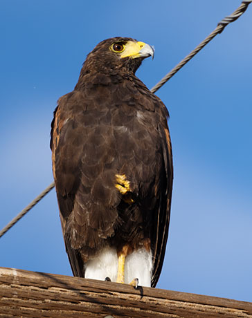 Harris' Hawks Parabuteo unicinctus Harris's Hawk 