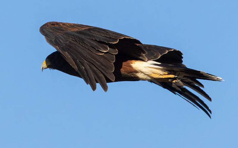 Harris' Hawks Parabuteo unicinctus Harris's Hawk 