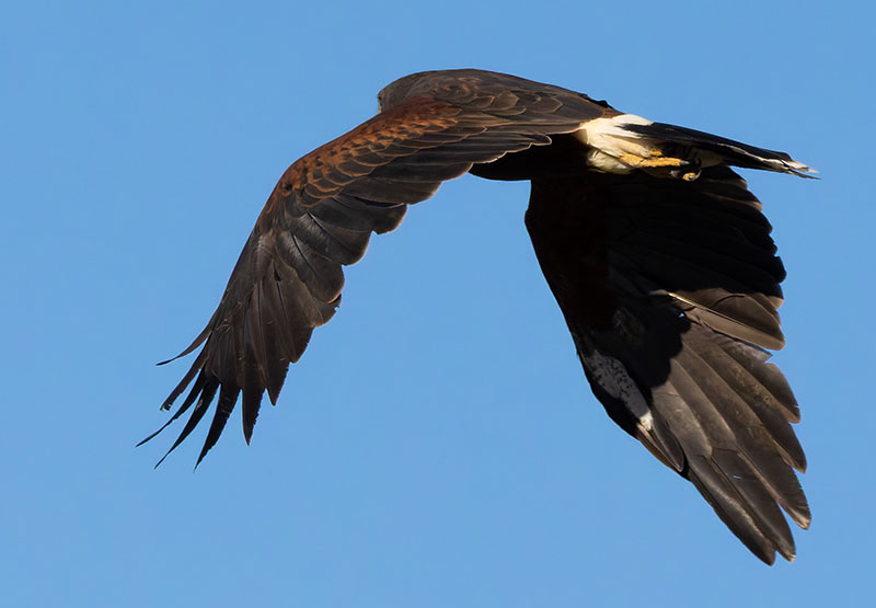 Harris' Hawks Parabuteo unicinctus Harris's Hawk 