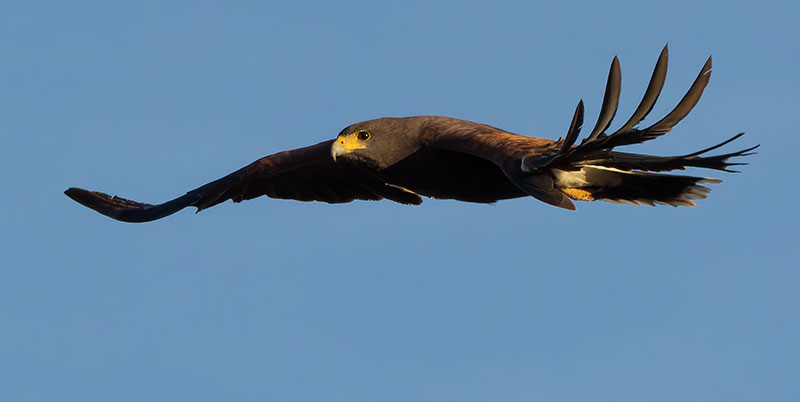 Harris' Hawks Parabuteo unicinctus Harris's Hawk 