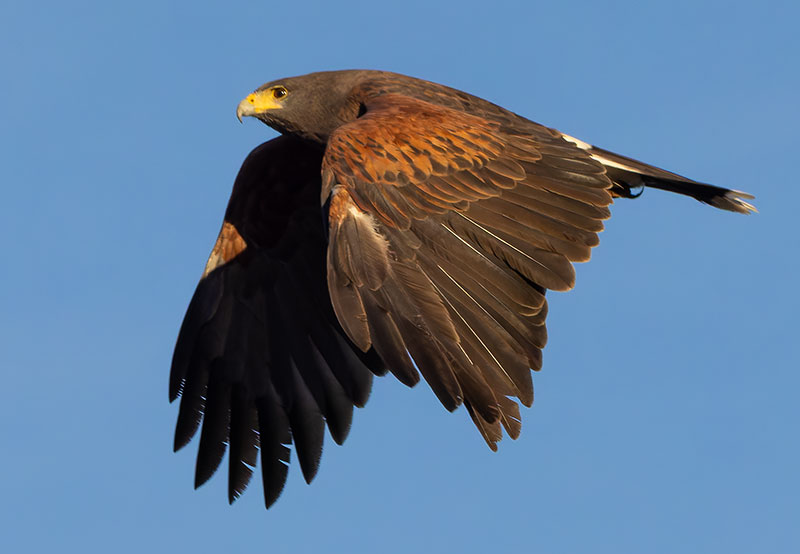 Harris' Hawks Parabuteo unicinctus Harris's Hawk 