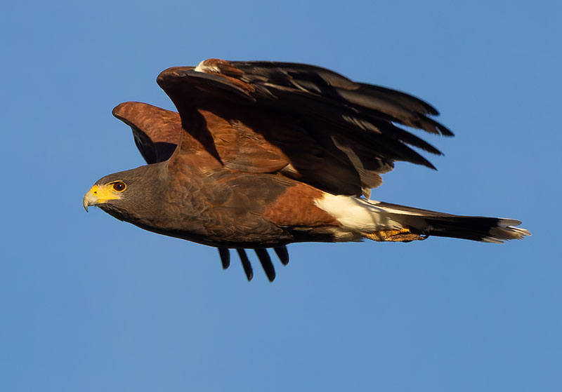 Harris' Hawks Parabuteo unicinctus Harris's Hawk 