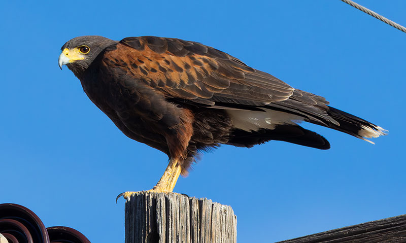 Harris' Hawks Parabuteo unicinctus Harris's Hawk 