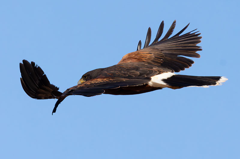 Harris' Hawks Parabuteo unicinctus Harris's Hawk 
