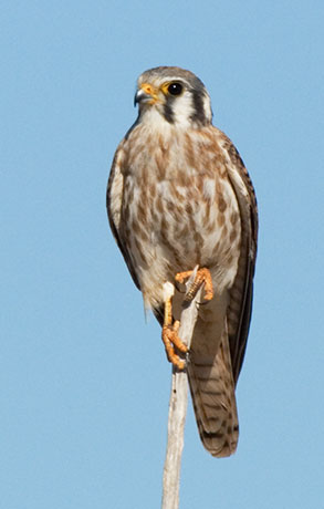 American Kestrel Falco sparverius (Sparrow Hawk)