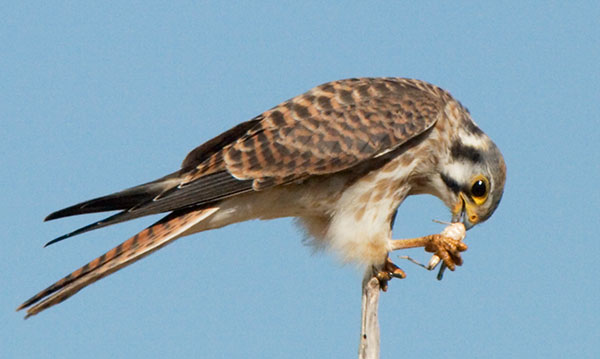 American Kestrel Falco sparverius (Sparrow Hawk)