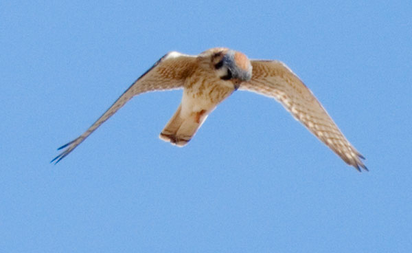 American Kestrel Falco sparverius (Sparrow Hawk)