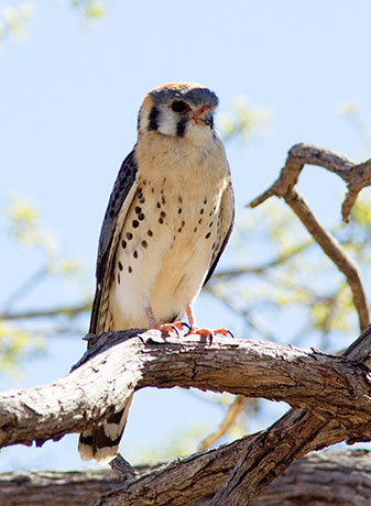 American Kestrel Falco sparverius (Sparrow Hawk)