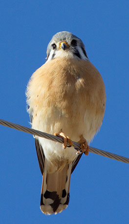 American Kestrel Falco sparverius (Sparrow Hawk)
