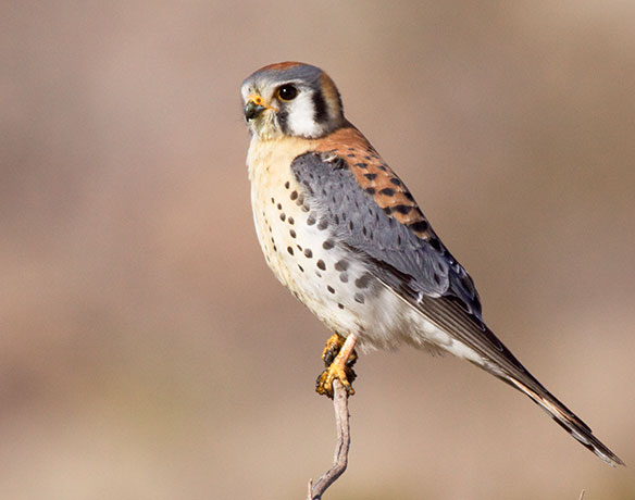American Kestrel Falco sparverius (Sparrow Hawk)