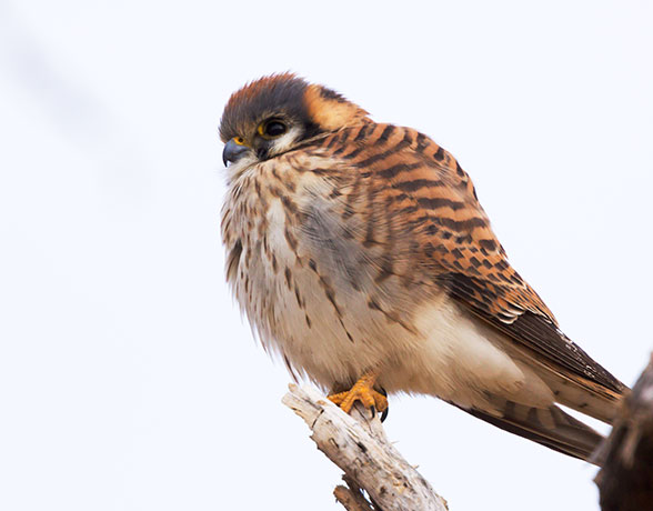 American Kestrel Falco sparverius (Sparrow Hawk)