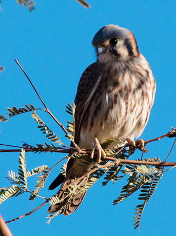 American Kestrel Falco sparverius (Sparrow Hawk)