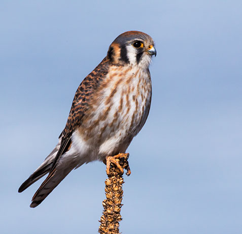 American Kestrel Falco sparverius (Sparrow Hawk)