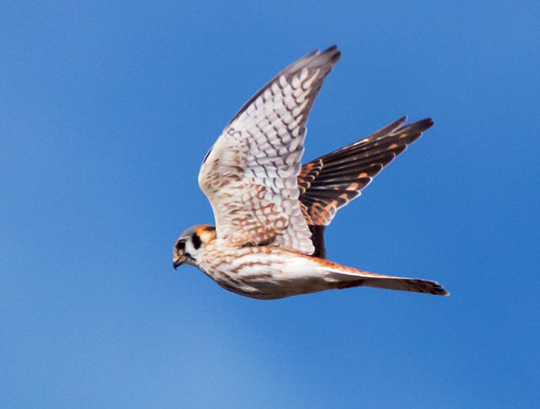 American Kestrel Falco sparverius (Sparrow Hawk)