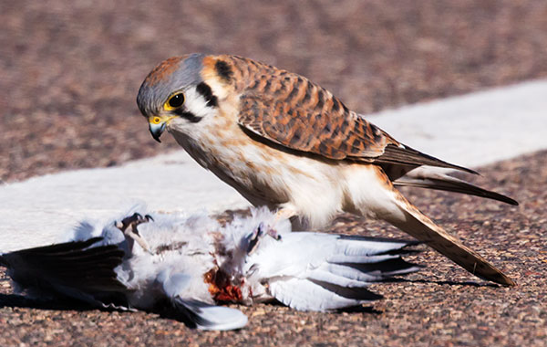 American Kestrel Falco sparverius (Sparrow Hawk)