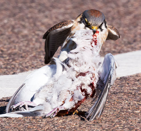 American Kestrel Falco sparverius (Sparrow Hawk)