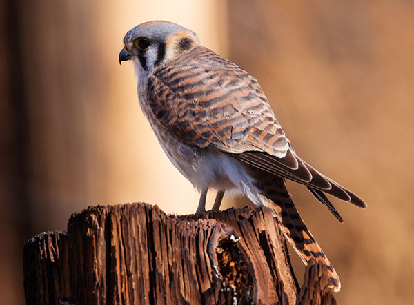 American Kestrel Falco sparverius (Sparrow Hawk)