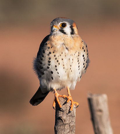 American Kestrel Falco sparverius (Sparrow Hawk)