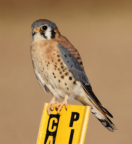 American Kestrel Falco sparverius (Sparrow Hawk)