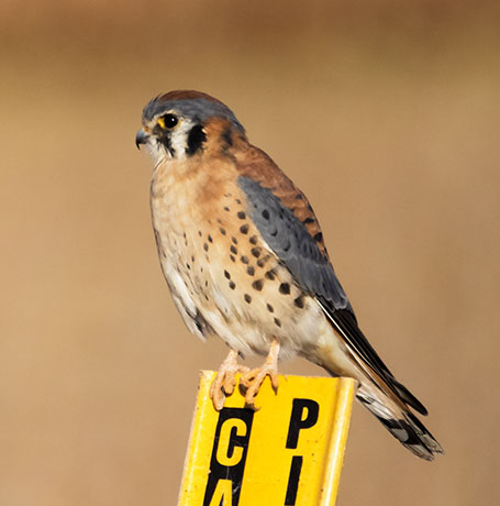 American Kestrel Falco sparverius (Sparrow Hawk)