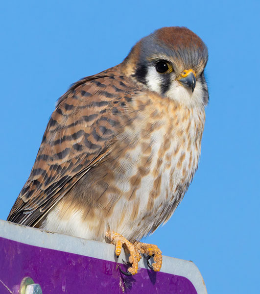 American Kestrel Falco sparverius (Sparrow Hawk)