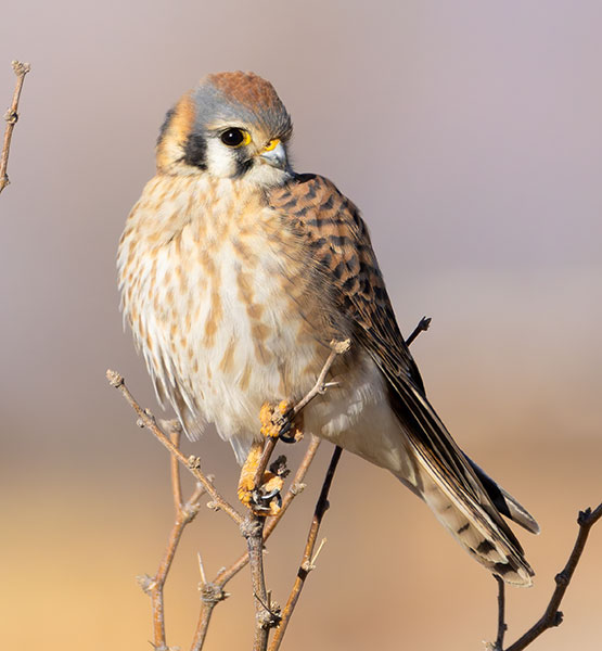 American Kestrel Falco sparverius (Sparrow Hawk)