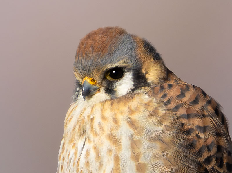 American Kestrel Falco sparverius (Sparrow Hawk)