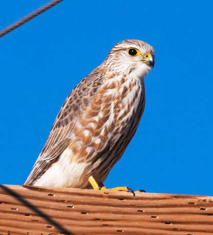 Prairie Merlin Falco columbarius richardsonii