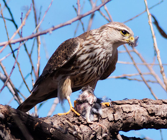 Prairie Merlin Falco columbarius richardsonii