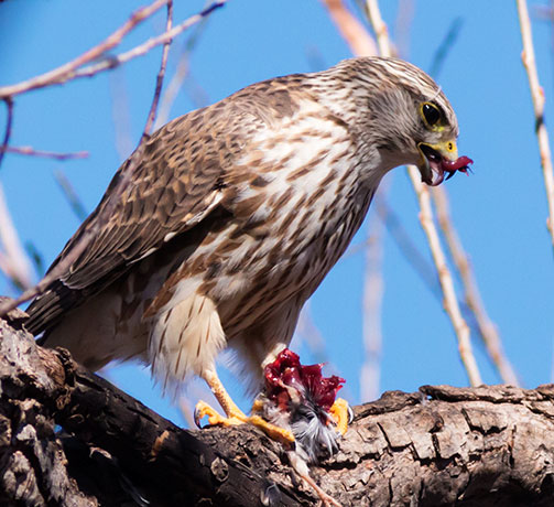 Prairie Merlin Falco columbarius richardsonii