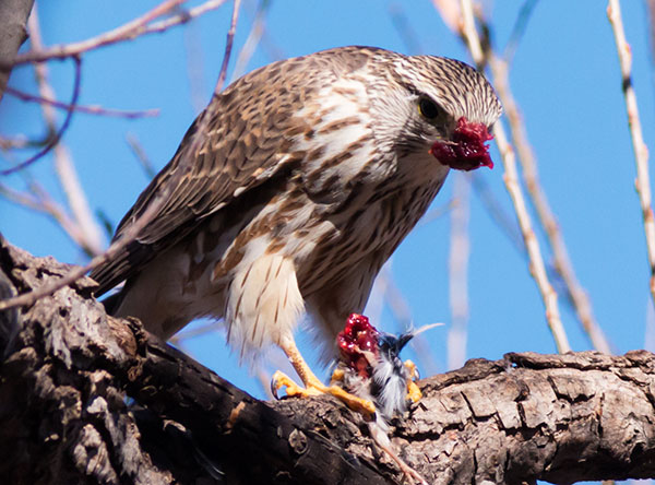 Prairie Merlin Falco columbarius richardsonii