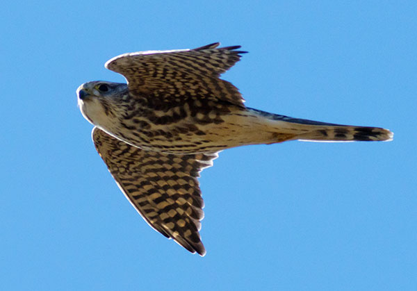 Prairie Merlin Falco columbarius richardsonii