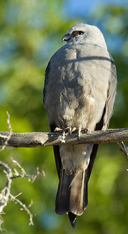 Mississippi Kite Ictinia mississippiensis