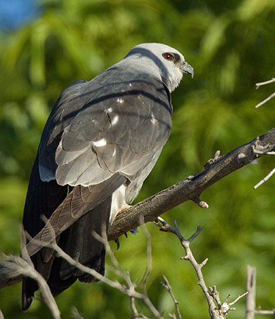 Mississippi Kite Ictinia mississippiensis