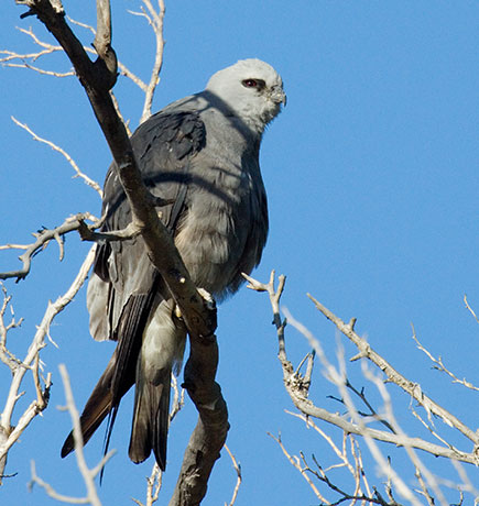 Mississippi Kite Ictinia mississippiensis