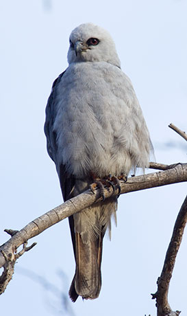 Mississippi Kite Ictinia mississippiensis