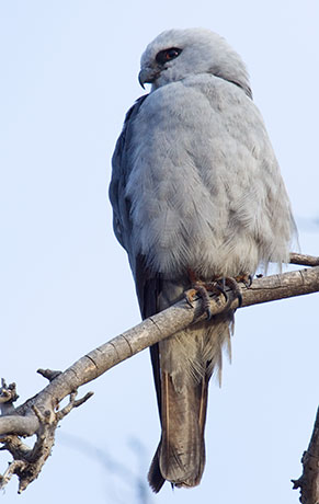 Mississippi Kite Ictinia mississippiensis