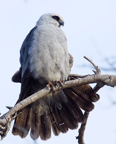 Mississippi Kite Ictinia mississippiensis