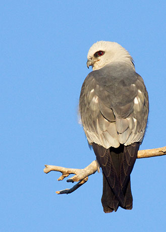 Mississippi Kite Ictinia mississippiensis