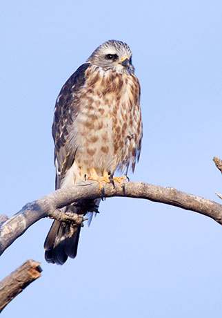 Mississippi Kite Ictinia mississippiensis