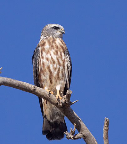 Mississippi Kite Ictinia mississippiensis