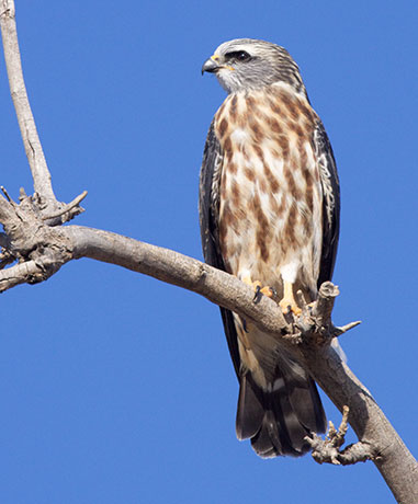 Mississippi Kite Ictinia mississippiensis