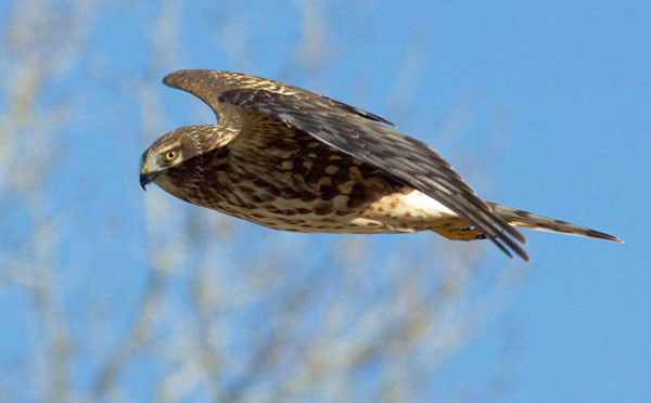 Northern Harrier Circus cyaneus