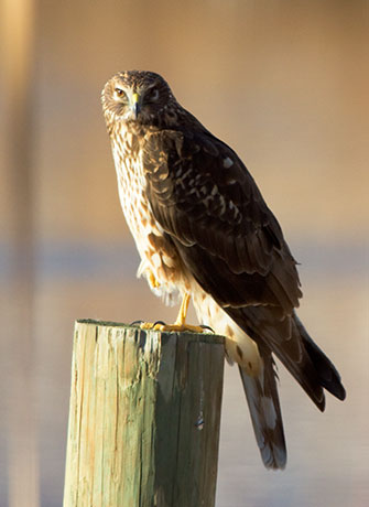 Northern Harrier Circus cyaneus