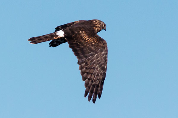 Northern Harrier Circus cyaneus
