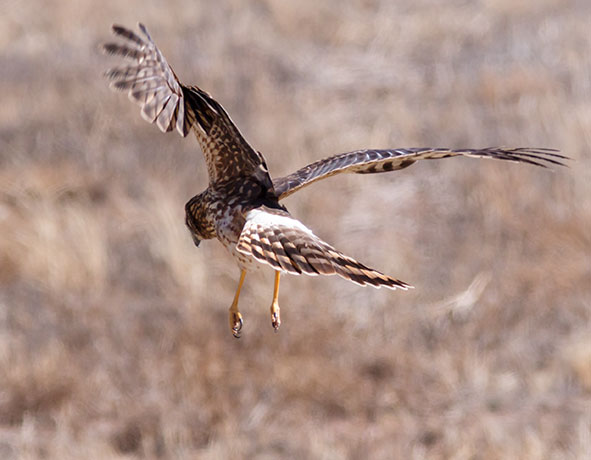 Northern Harrier Circus cyaneus
