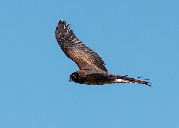 Northern Harrier Circus cyaneus